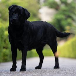 Maddie - Labrador Retriever