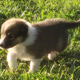 Collie Puppies from Voneida Collies