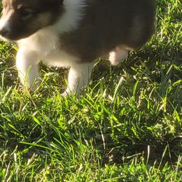 Collie Puppies from Voneida Collies