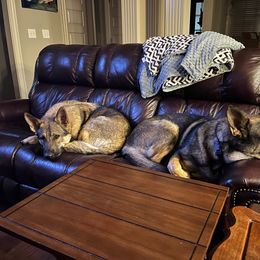 German Shepherd All Grown Up from A2 German Shepherd Dogs