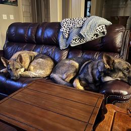 German Shepherd All Grown Up from A2 German Shepherd Dogs