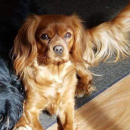 Ginger - Cavalier King Charles Spaniel
