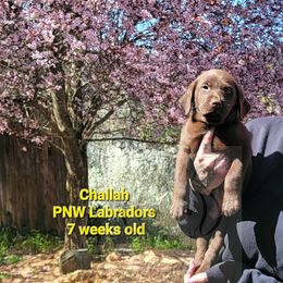 Boy 6 - Chocolate Labrador Retriever puppy in Rogue River, Oregon from PNW Labradors