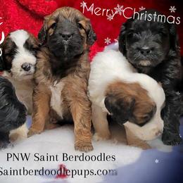 Saint Berdoodle Puppies from PNW Saint Berdoodles
