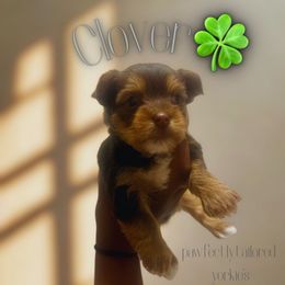 Clover. - Chocolate, tan and white female Yorkshire Terrier puppy in Winston Salem, North Carolina from Pawfectly Tailored Yorkie's