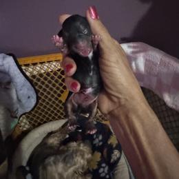Traditional - Black and tan male Yorkshire Terrier puppy in Ohio from Britt n Cindys Yorkshire Terriers