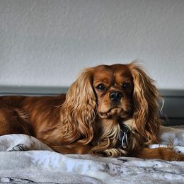 Cavalier King Charles Spaniels from Mountain Treasure Cavaliers