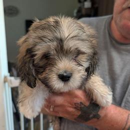June - Brown female Lhasa Apso puppy in Fort Worth, Texas from Cynthia's Lhasa Apsos