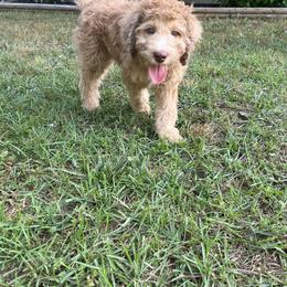 Golden Aussiedoodle and Goldendoodle Puppies from Law Doodles of SC