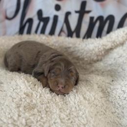 Boy 1 - male Goldendoodle puppy in Waynesboro, Virginia from Forest Creek Kennel