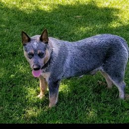 Daisy - Australian Cattle Dog