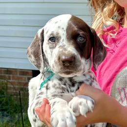 Aqua Ribbon Girl - White and liver brown female Dalmatian puppy in Hillsville, Virginia from Spot On Dalmatians