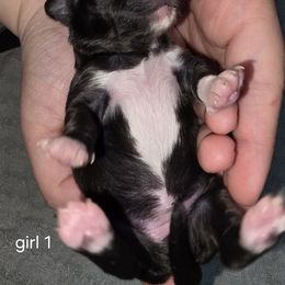 Girl 1 - female Chihuahua puppy in Wytheville, Virginia from Southwest Virginia Chihuahua