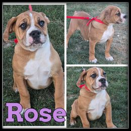 Rose - female Olde English Bulldogge puppy in Wheeler, Michigan from Haase Family Kennels