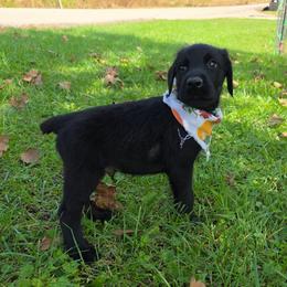 Kuruk - Black male Giant Schnauzer puppy in Fraziers Bottom, West Virginia from Loyal Hearts Farm / RK's Dobermans
