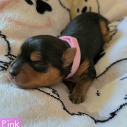 Willow - Black and gold female Yorkshire Terrier puppy in Nitro, West Virginia from Kathryn's Yorkies