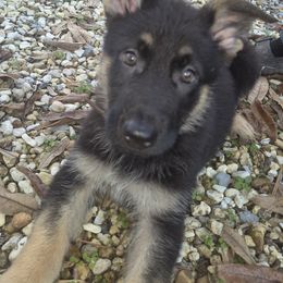 Nolan - Black and tan male German Shepherd puppy in Murray, Kentucky from Froschwald German Shepherds and Xanadu Teddy Roosevelt Terriers