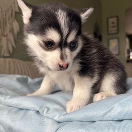 Aurora - Black and white female Pomsky puppy in Valparaiso, Indiana from Valparaiso Pomskys