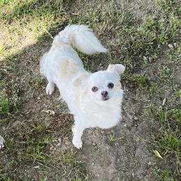 Mistie - Chihuahua