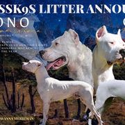 Dogo Argentino Puppies from Savs_sk9