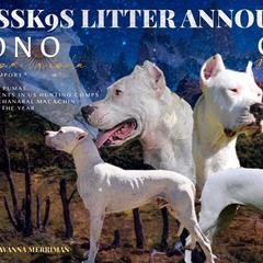 Dogo Argentino Puppies from Savs_sk9