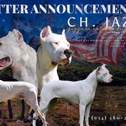Dogo Argentino Puppies from Savs_sk9
