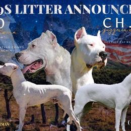 Dogo Argentino Puppies from Savs_sk9