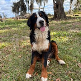 Jericho - Bernese Mountain Dog