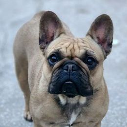 French Bulldogs from SnubNub Frenchies