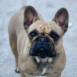 French Bulldogs from SnubNub Frenchies