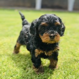 Cavalier King Charles Spaniel and Cavapoo Puppies from Camelback Cavaliers