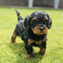 Cavalier King Charles Spaniel and Cavapoo Puppies from Camelback Cavaliers