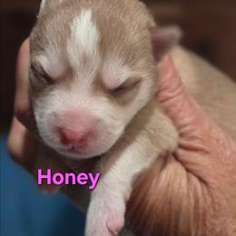 Honey - Red and white female Pomsky puppy in Coatesville, Pennsylvania from Peaceful Pomskys