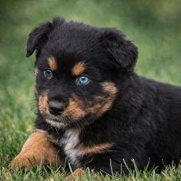 Sterling - Black tri male Miniature Australian Shepherd puppy in Lowgap, North Carolina from Baileys Mini Aussies