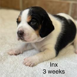Inx - Black white and tan male Beagle puppy in Rogersville, Missouri from Hales Little Beagle Haven