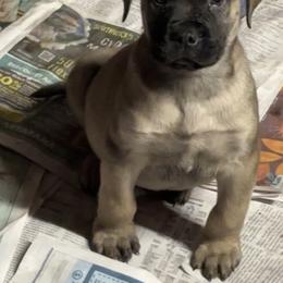 Harvey - Red fawn male Bullmastiff puppy in South Attleboro, Massachusetts from Bessettes Bullies