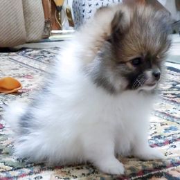 Pomeranian Puppies from Pawsome Poms
