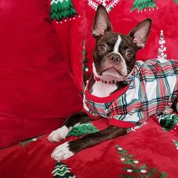 Boston Terrier All Grown Up from Them Boys Game Farm