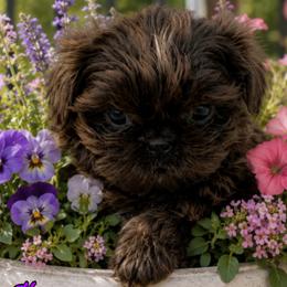 Bulldogs and Shih Tzus from C&A IronHeart Bulldogs and Krymson Kandy Shihtzus