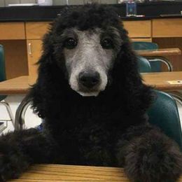 Goldendoodles from Three Boys Poodles & Doodles