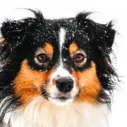 Miniature American Shepherd Puppies from Stones River Mini American Shepherds