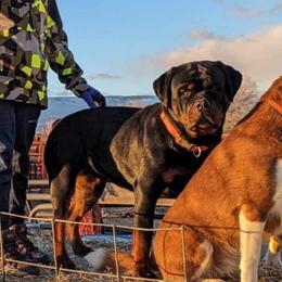 Rottweiler All Grown Up from Truhero Dog Kennel