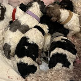 Black collar - male Newfypoo puppy in Fairfield, California from Twin Sisters Doodles