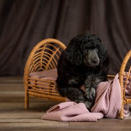 Poodle Puppies from Setting the Standard Poodles