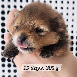 Orange Sable Boy - Orange sable male Pomeranian puppy in Broomfield, Colorado from Diamond-Pom