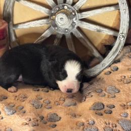 Phoebe - Black & white female Miniature Australian Shepherd puppy in California from Eagle River Aussies