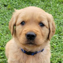 Golden Retriever Puppies from Cedar Life Goldens