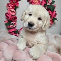 Freya - Light golden female Golden Retriever puppy in Pembroke, Virginia from Springhouse Farms
