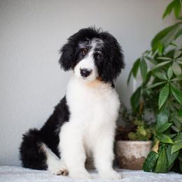 Nitro - Black tri-color male Aussiedoodle puppy in Tonopah, Arizona from Kae's Kennels