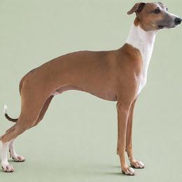 Scooter - Italian Greyhound